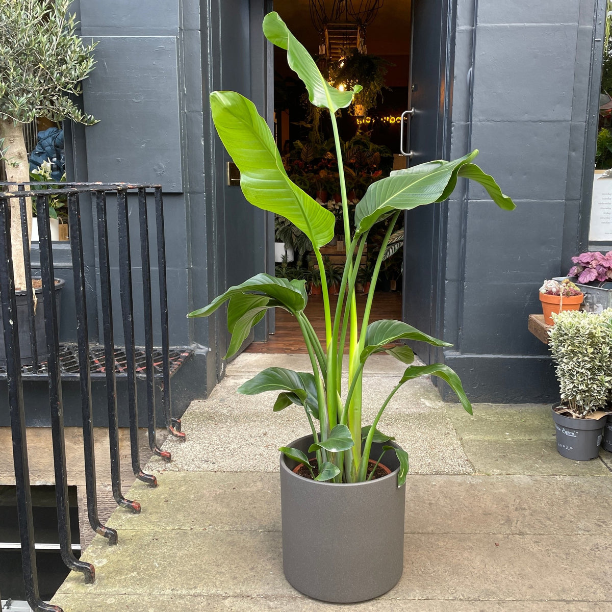 Strelitzia nicolai (120cm) | grow urban. Edinburgh