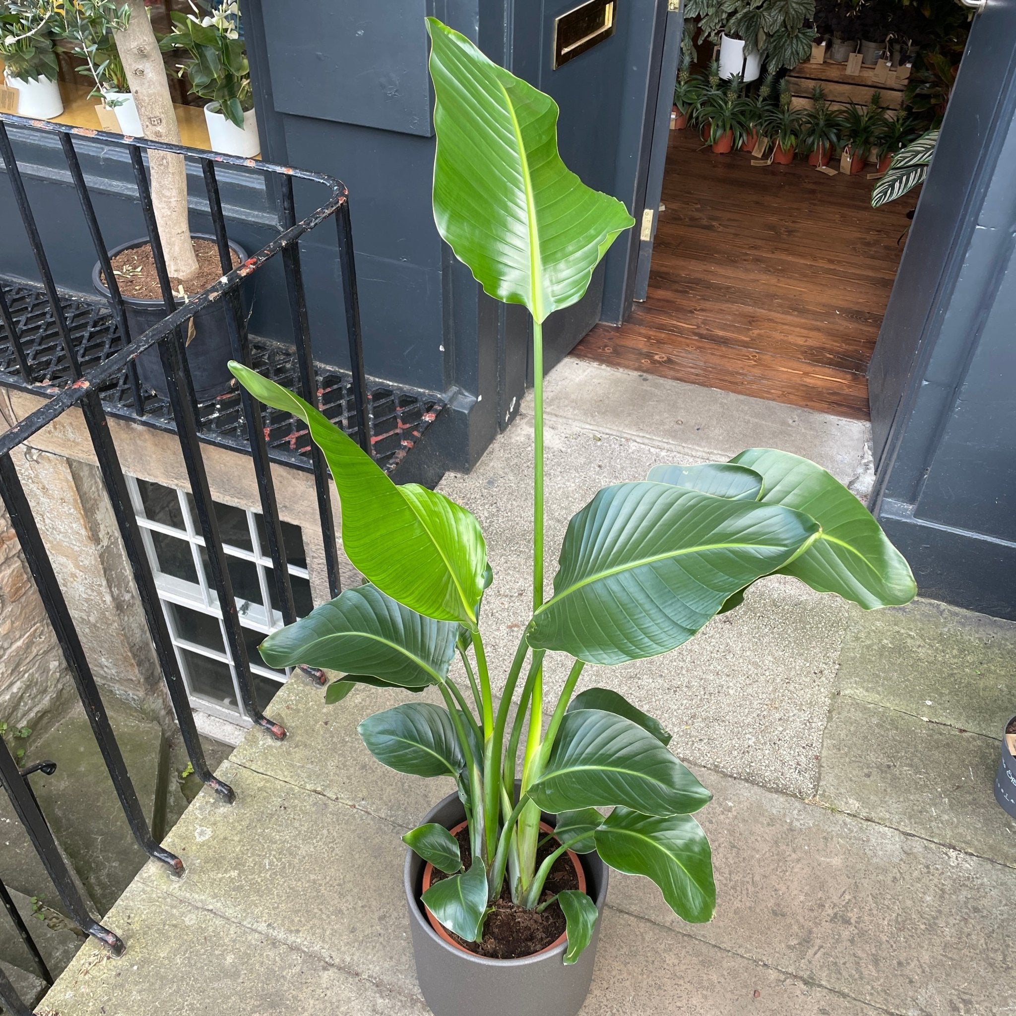 Strelitzia nicolai (120cm) - grow urban. UK