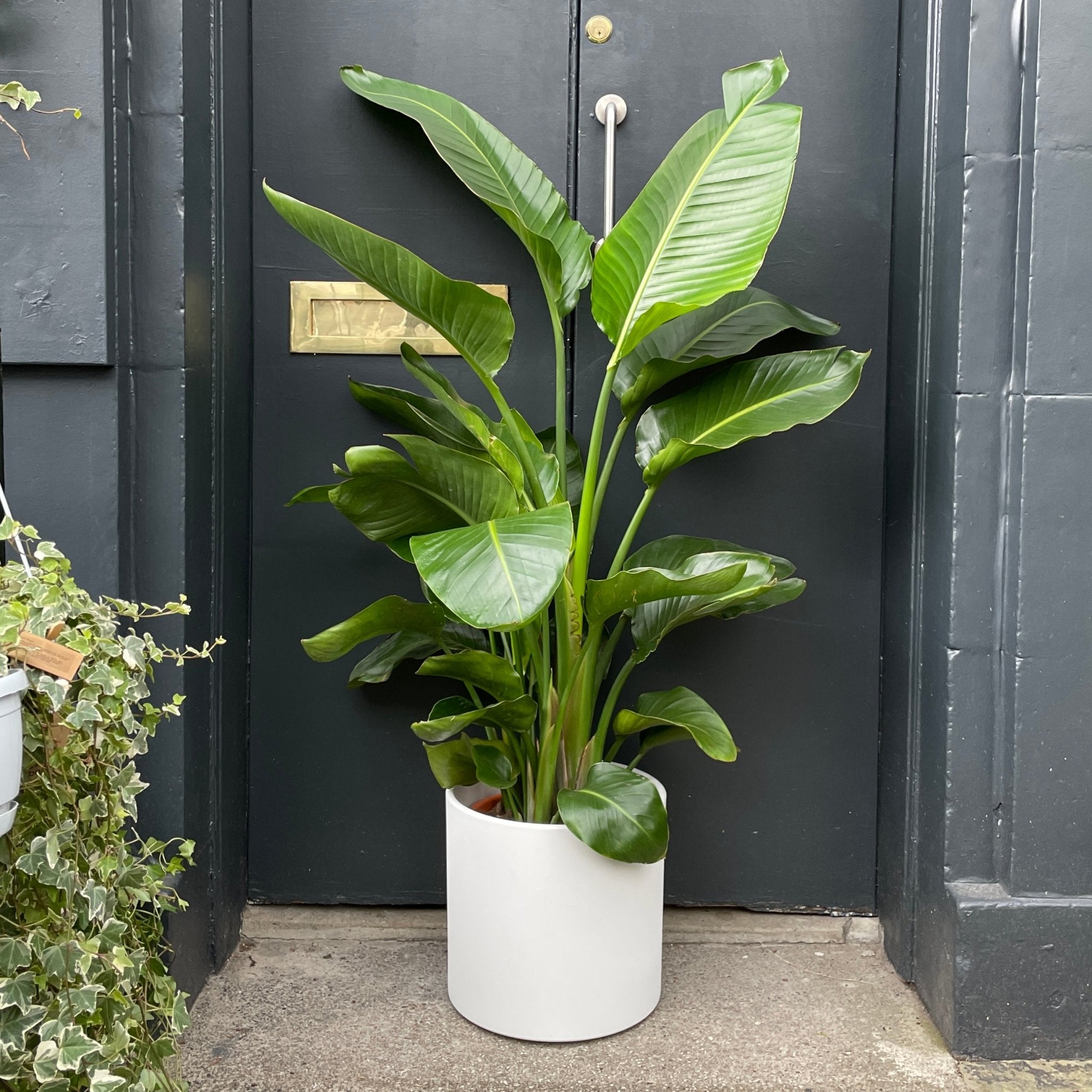 Strelitzia nicolai (130cm) - grow urban. UK