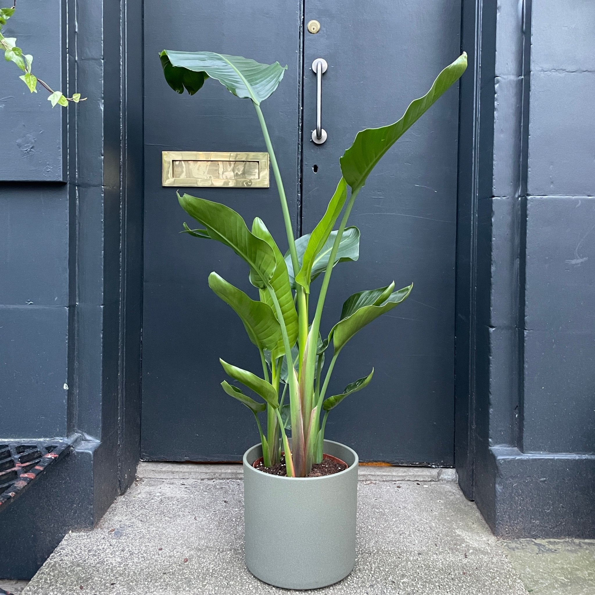 Strelitzia nicolai (150cm) - grow urban. UK