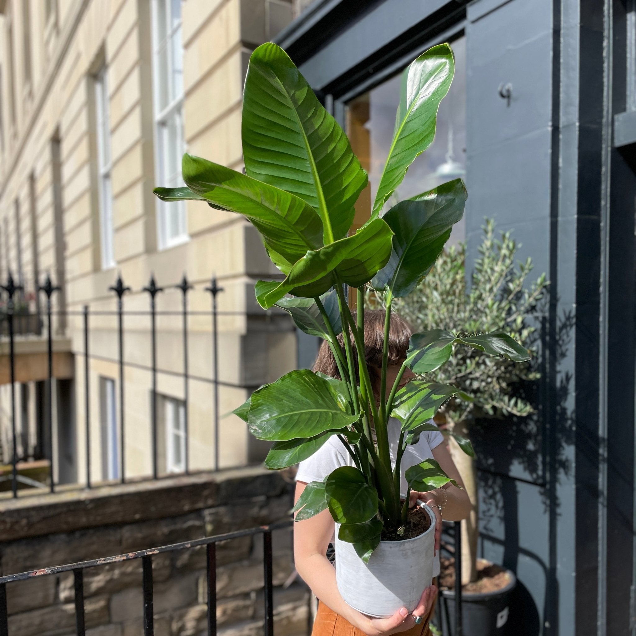 Strelitzia nicolai (85cm+ height) - grow urban. UK