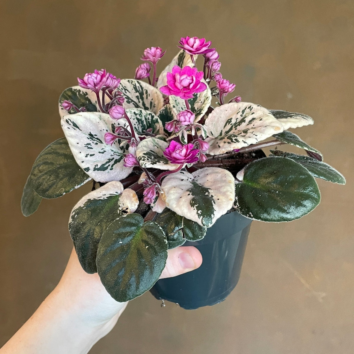 Streptocarpus sect. Saintpaulia 'Hovariagata'