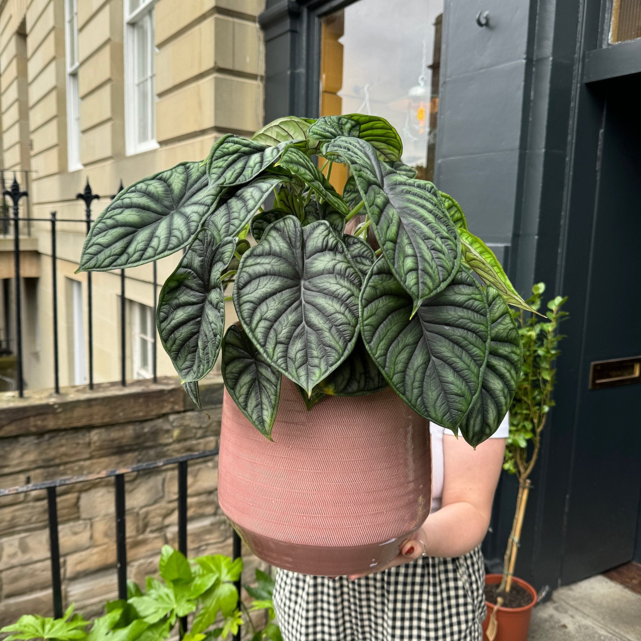 Strike Pot - Pink Glaze | 23cm - grow urban. UK