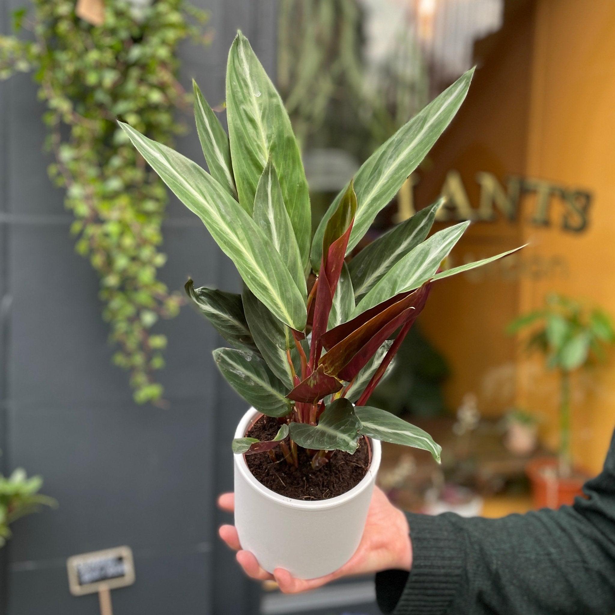 Stromanthe ‘Magic Star’ (12cm pot) - grow urban. UK
