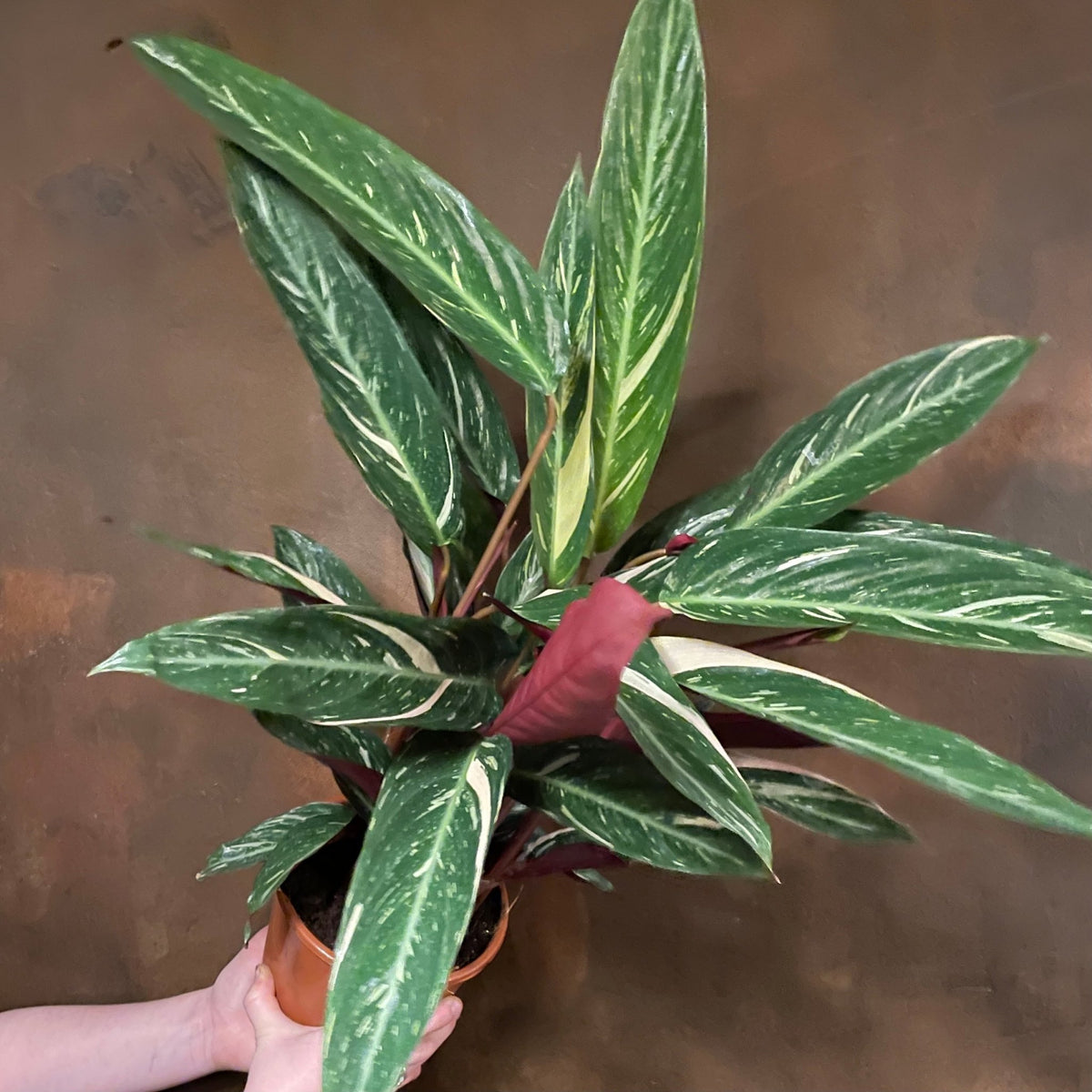 Stromanthe Magic Star