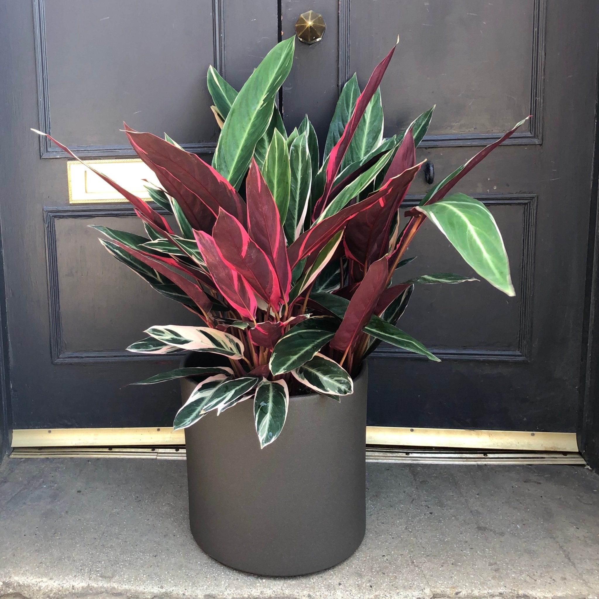 Stromanthe ‘Triostar’ (27cm pot) - grow urban. UK