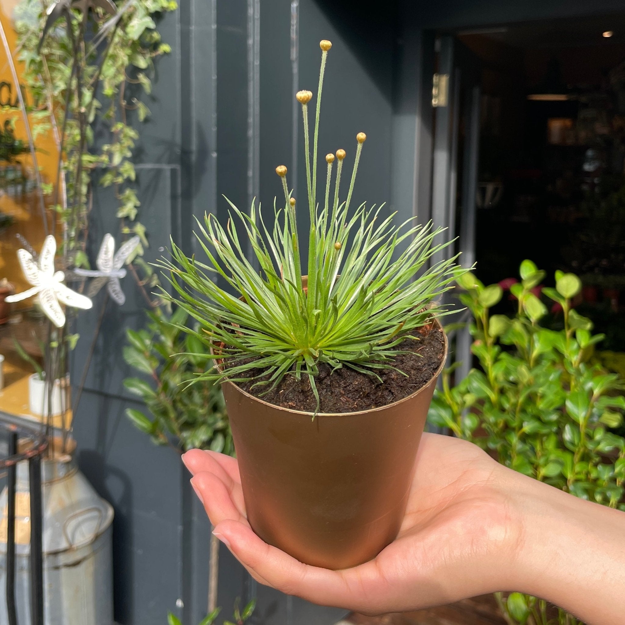 Syngonanthus ‘Mikado’ - grow urban. UK