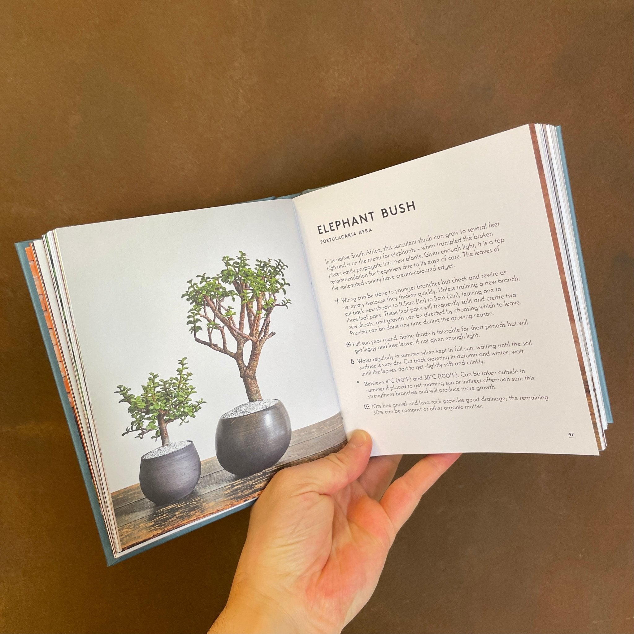 The Little Book of Bonsai - grow urban. UK