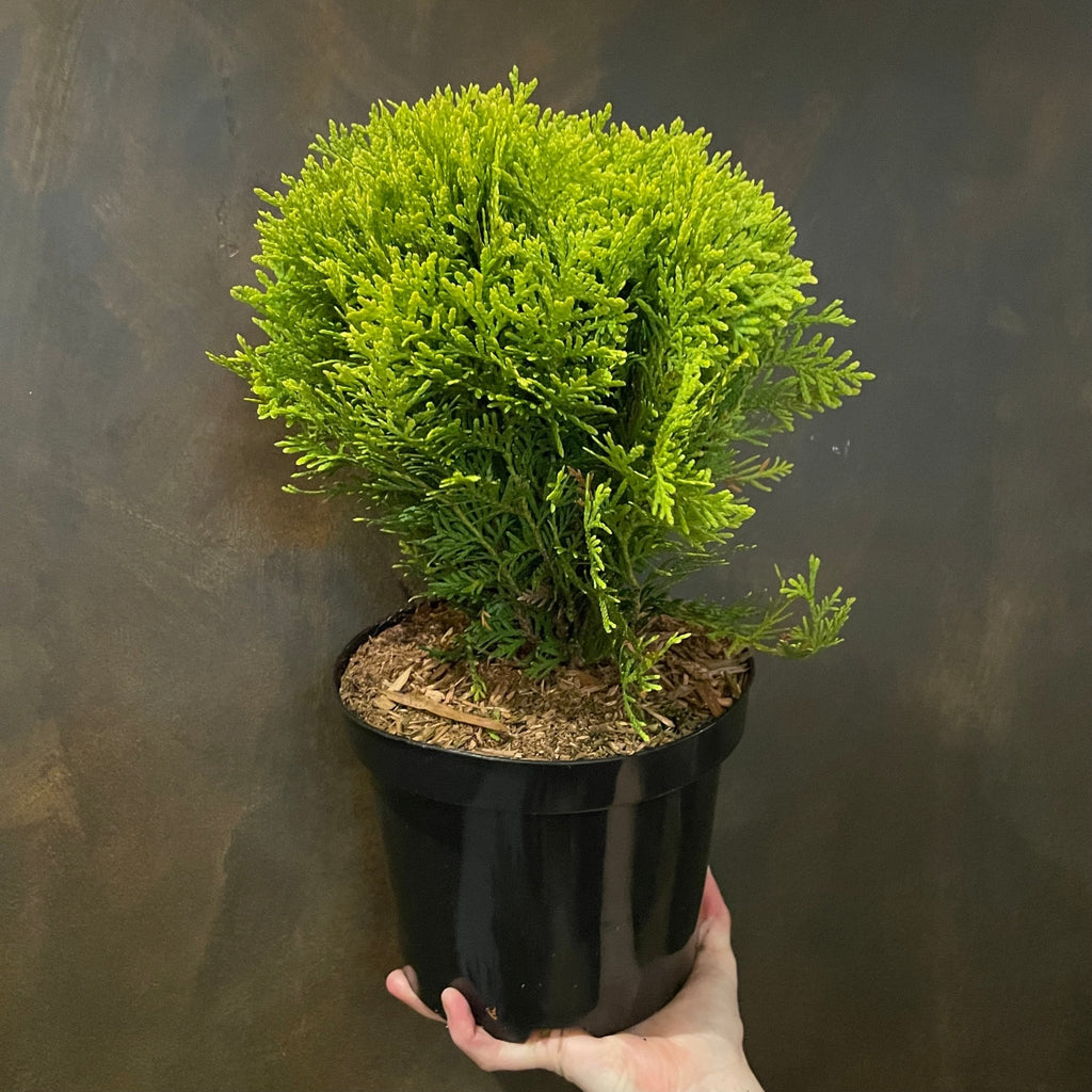 janssen thuja Thuja occidentalis 'Mirjam'
