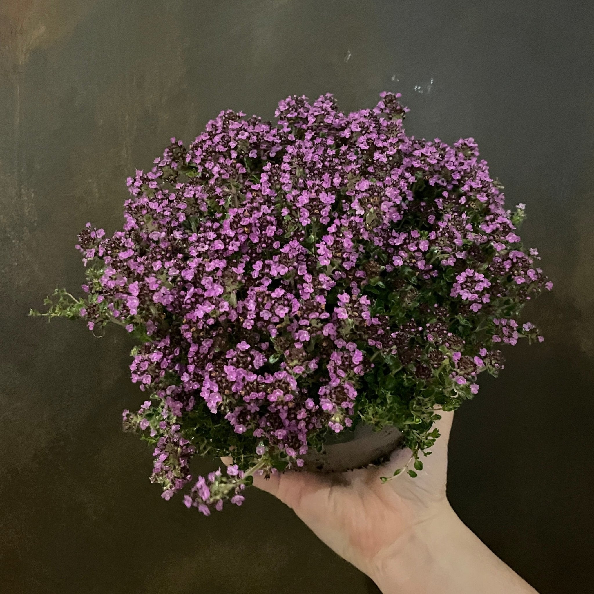 Thymus 'Purple Beauty' [Thyme] - grow urban. UK