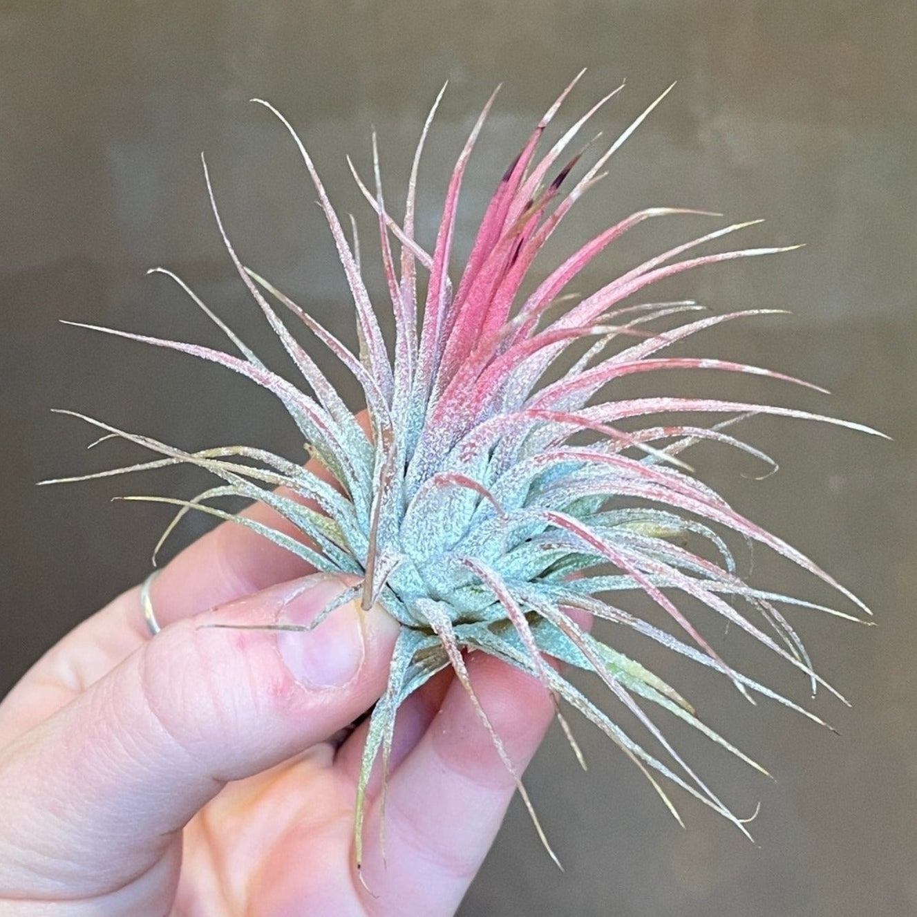 Tillandsia - Air Plant (Lucky Dip) - grow urban. UK