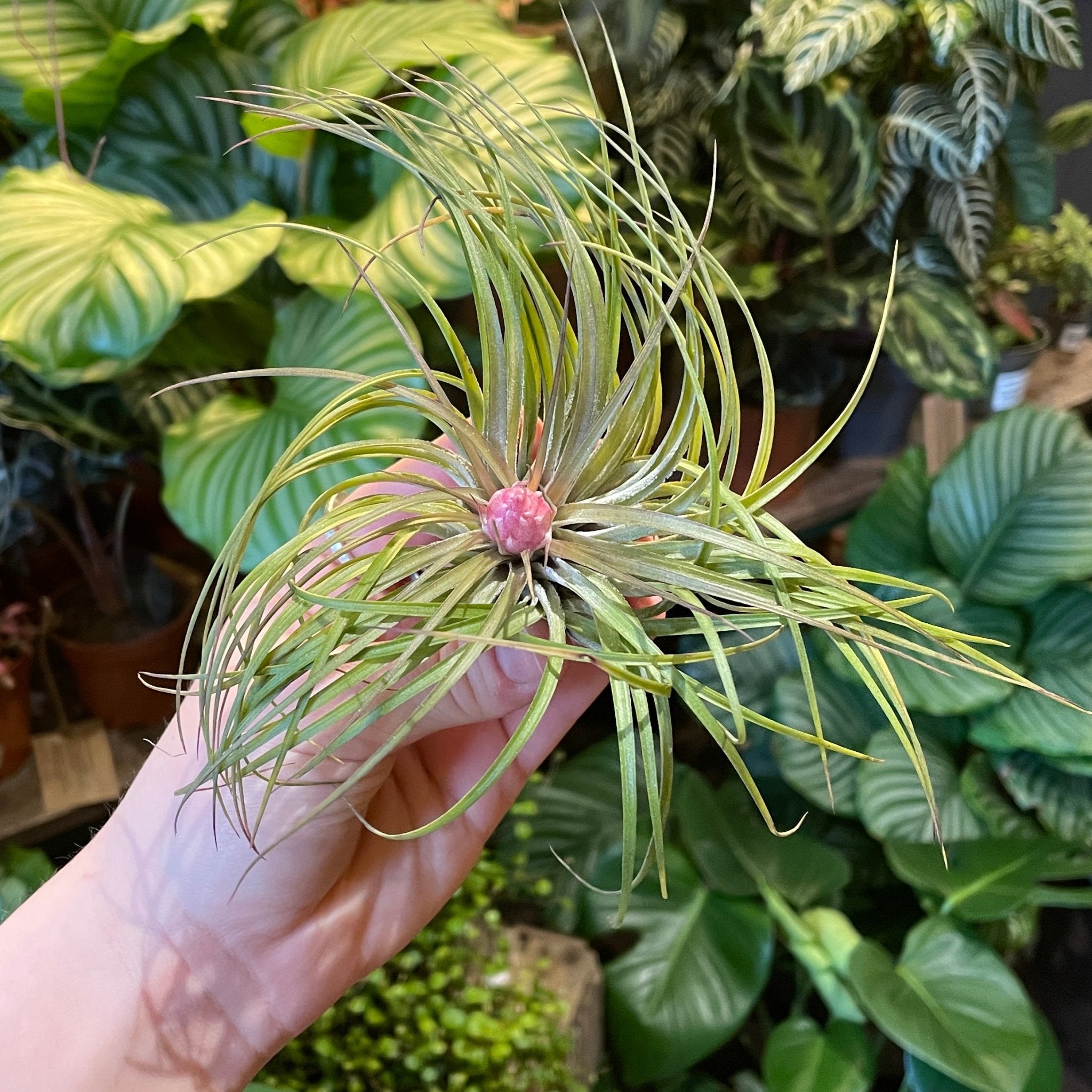 Tillandsia stricta - grow urban. UK