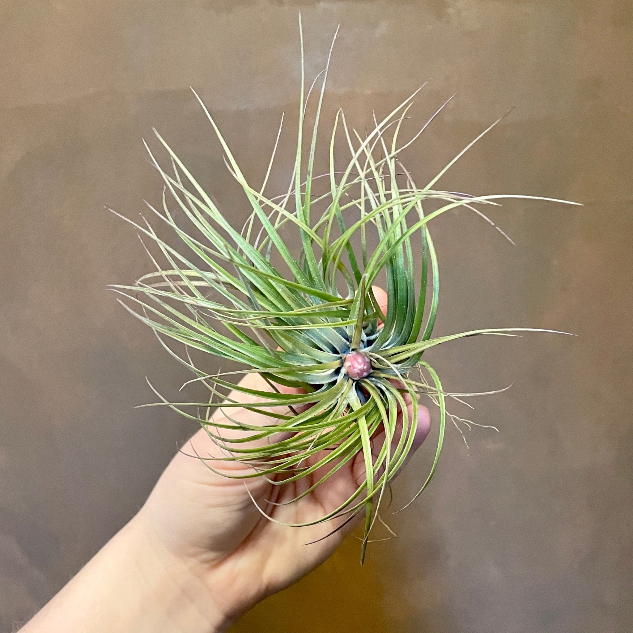 Tillandsia stricta - grow urban. UK