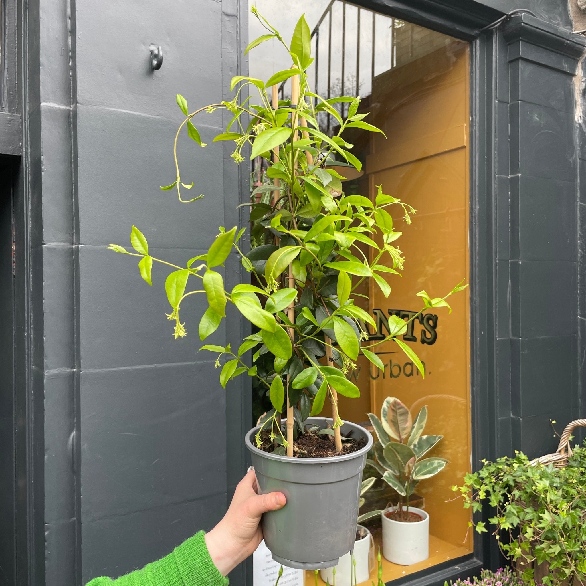 Trachelospermum jasminoides - grow urban. UK