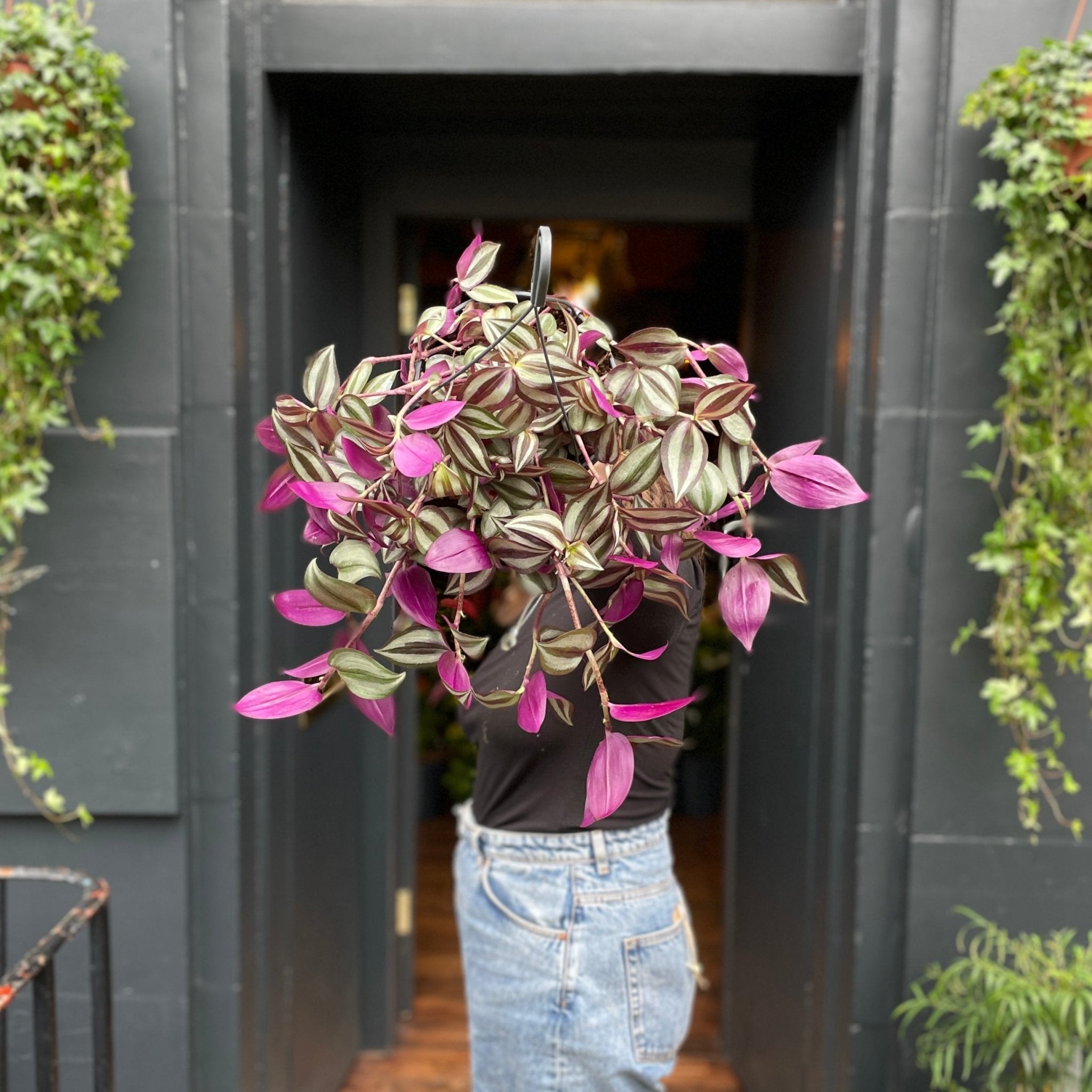 Tradescantia zebrina (17cm hangpot) - grow urban. UK