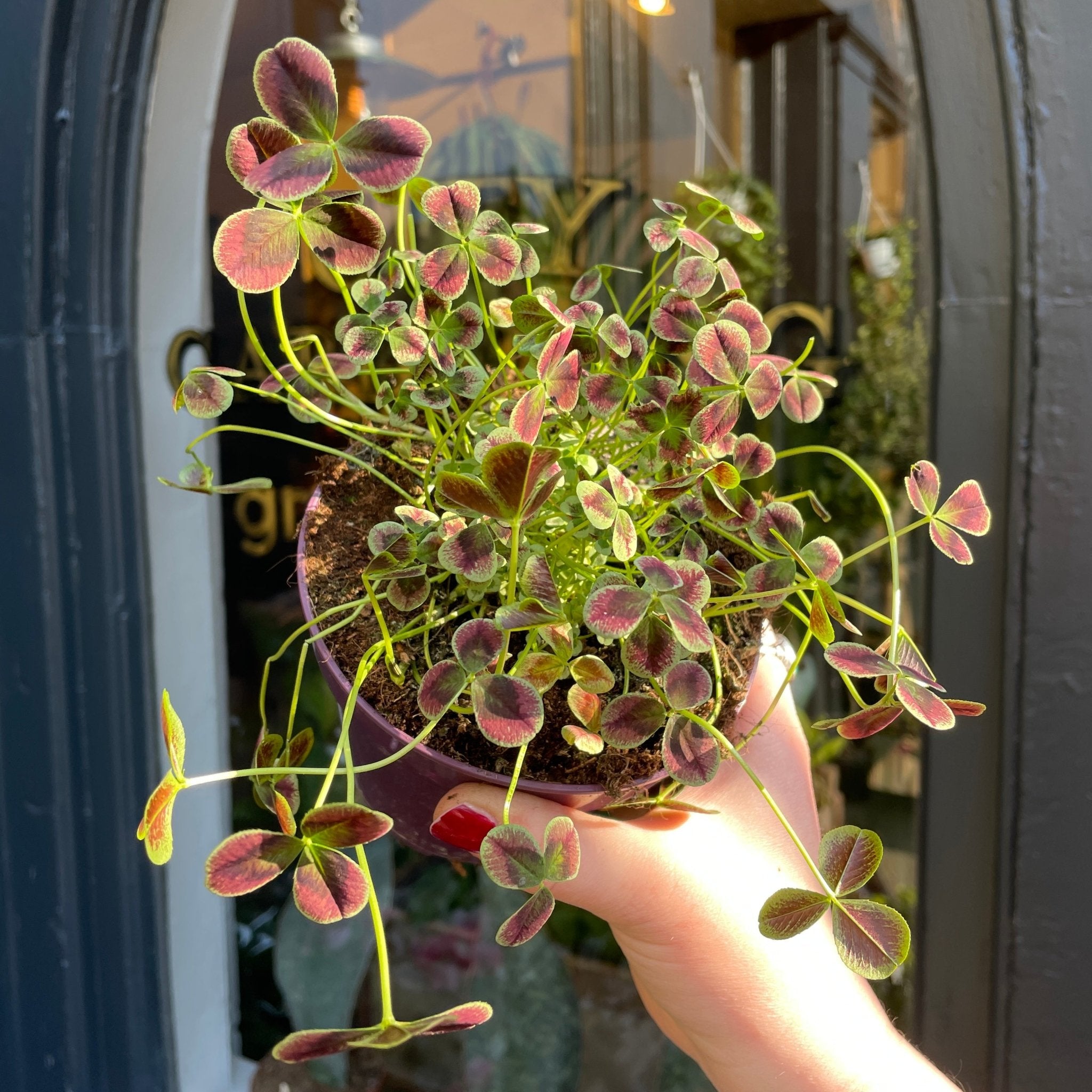 Trifolium repens 'Estelle' - grow urban. UK