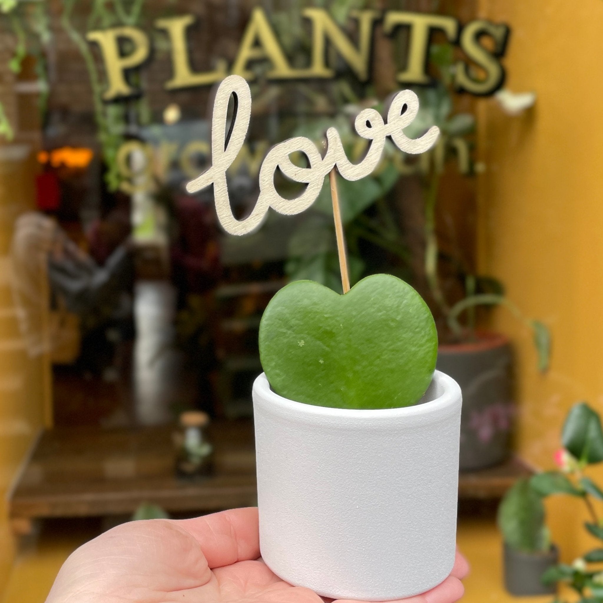 Valentine Plant Pick - Love - grow urban. UK