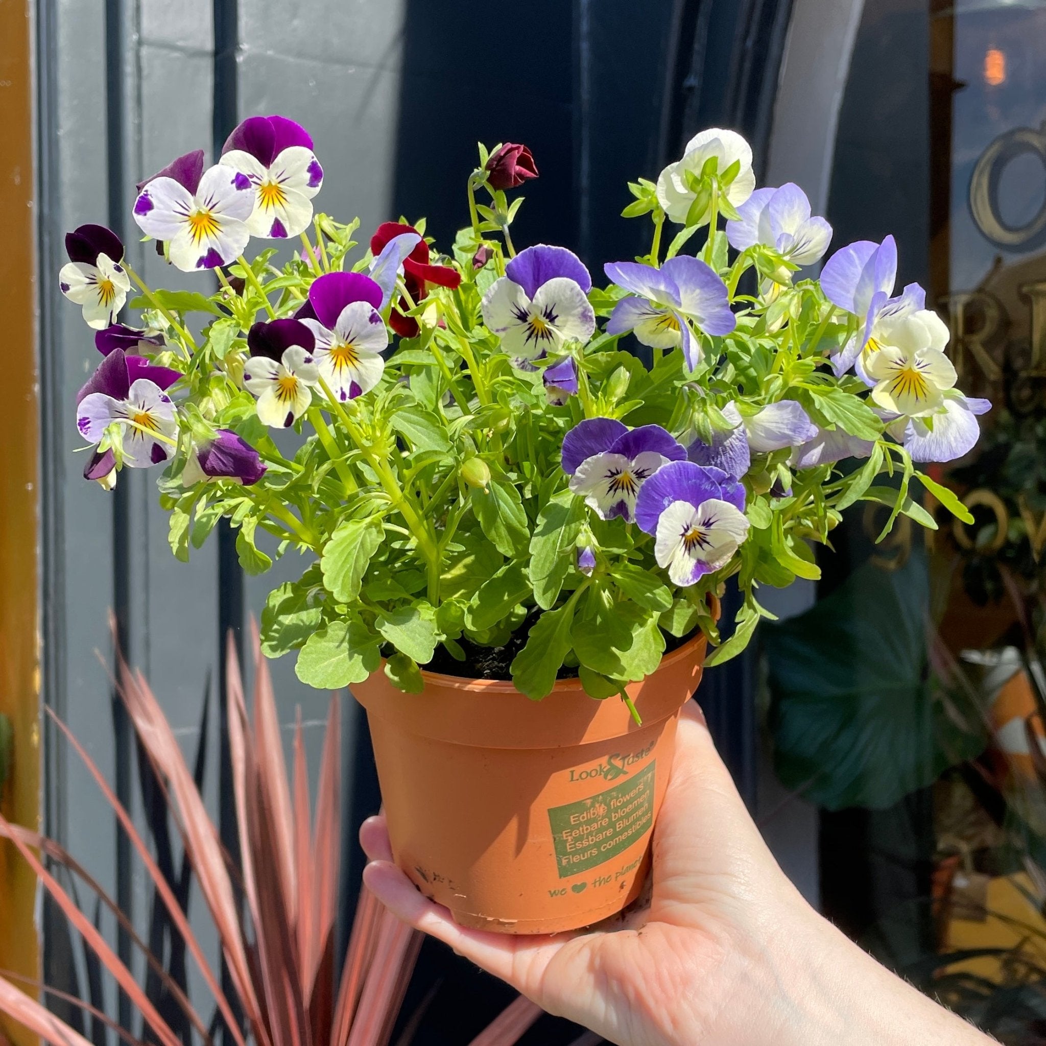 Viola cornuta (lucky dip) - grow urban. UK