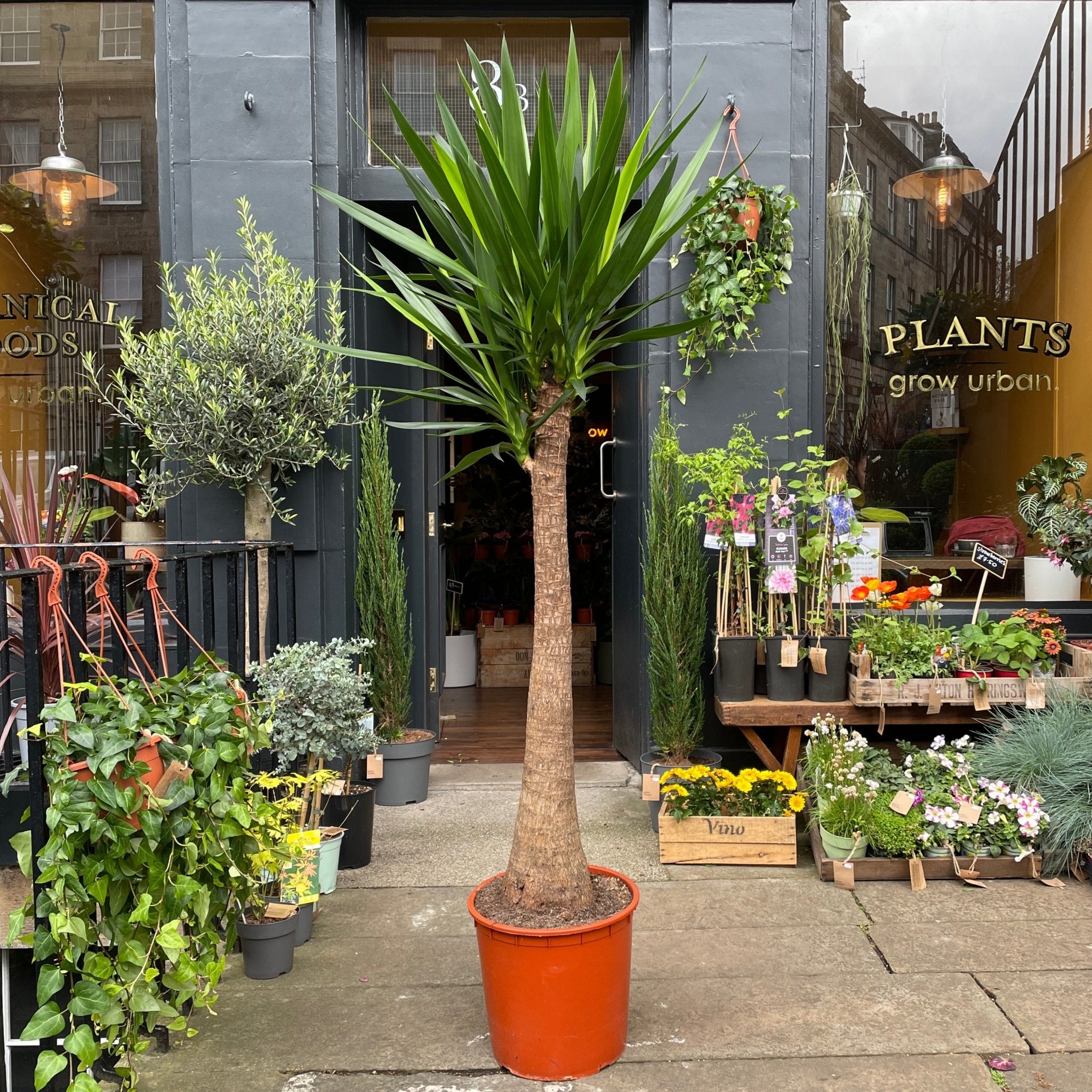Yucca (180cm) - grow urban. UK