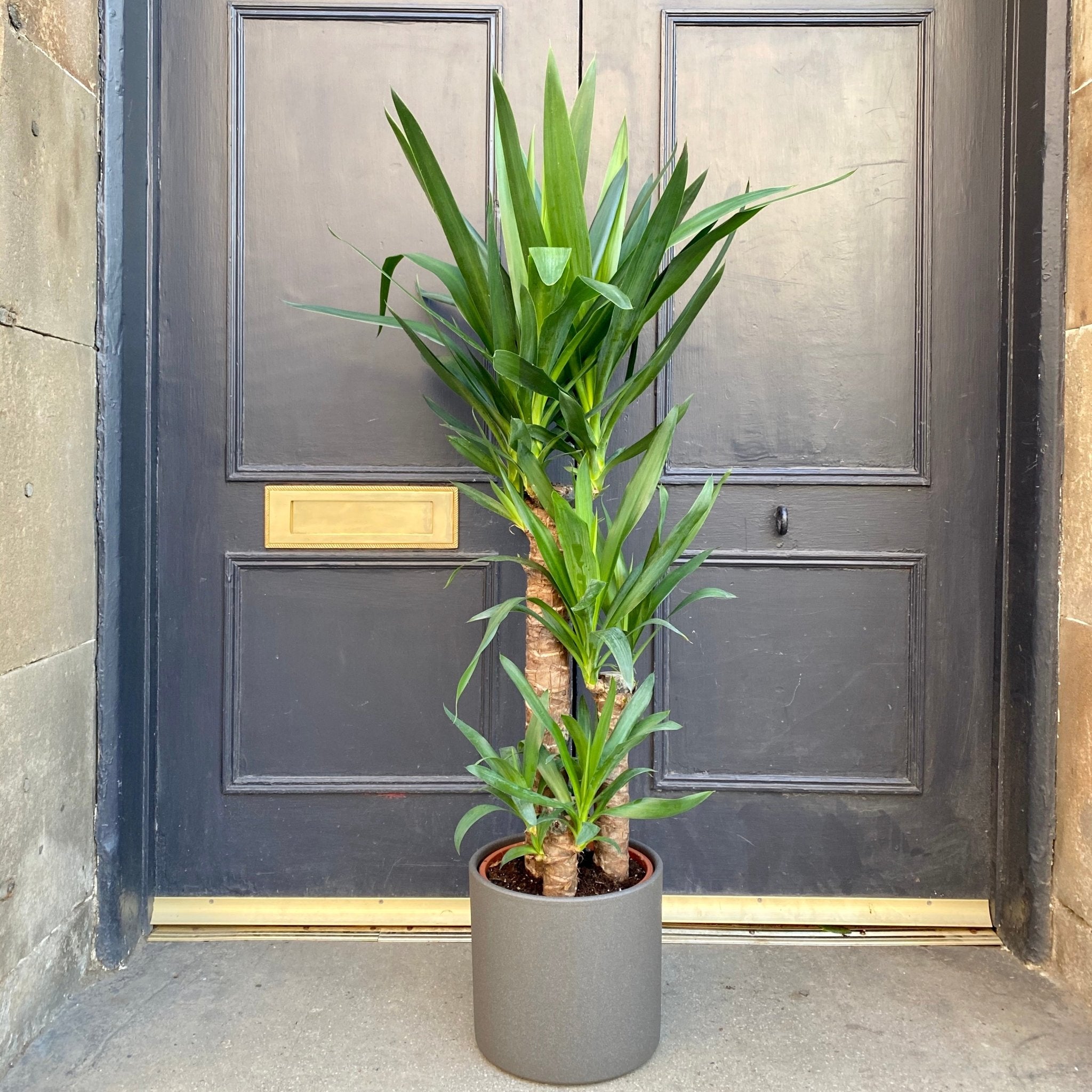 Yucca elephantipes (21cm pot) - grow urban. UK