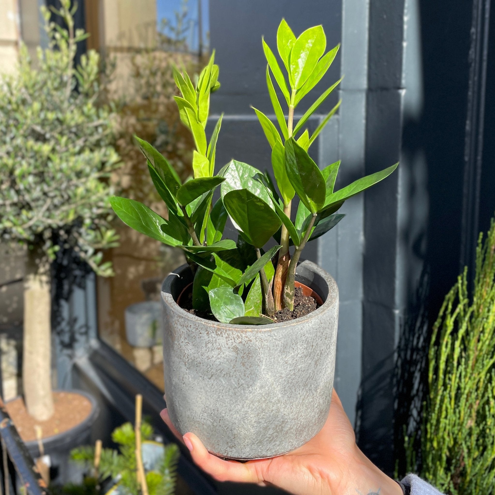 Zamioculcas zamiifolia (12cm pot) - grow urban. UK