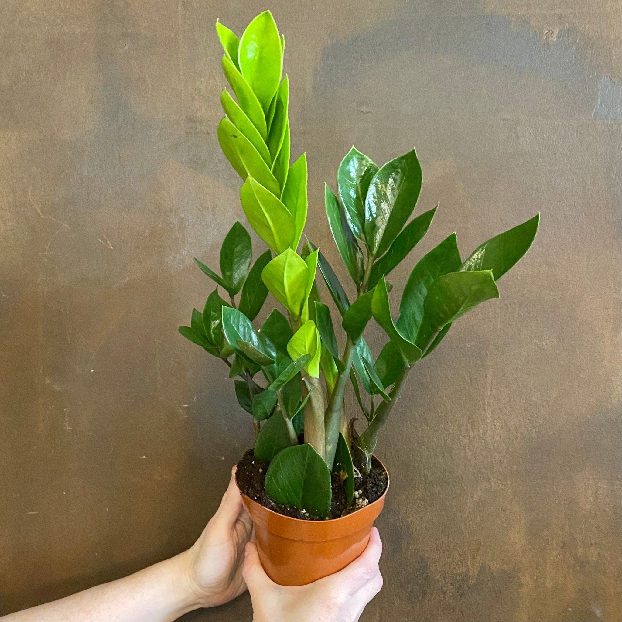 Zamioculcas zamiifolia (12cm pot) - grow urban. UK