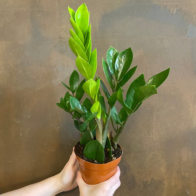 Zamioculcas zamiifolia (12cm pot) | grow urban. Edinburgh