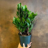 Zamioculcas zamiifolia (14cm pot) - grow urban. UK