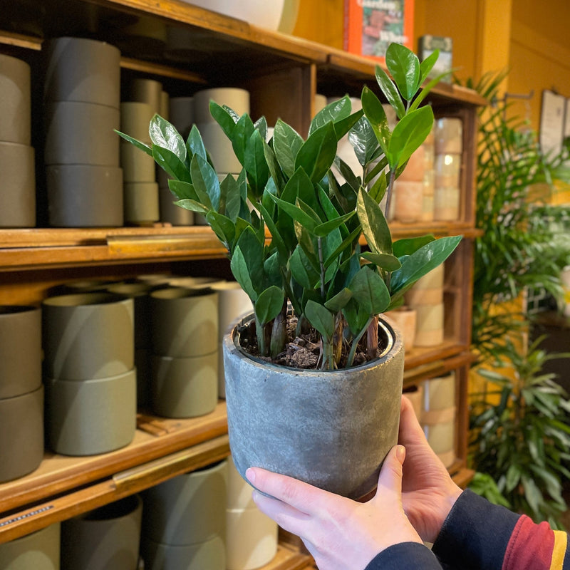Zamioculcas zamiifolia (14cm pot) - grow urban. UK