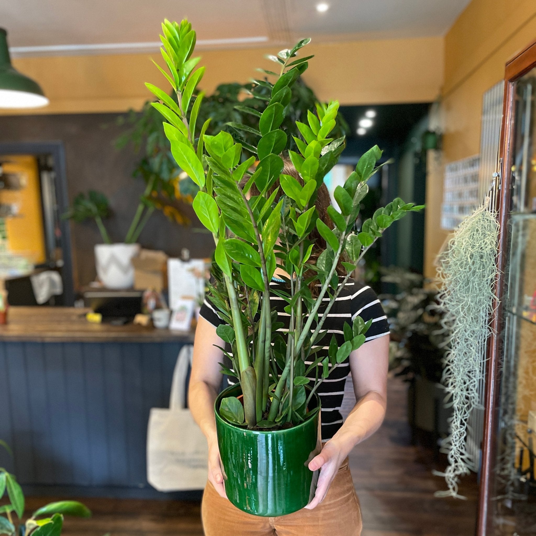 Zamioculcas zamiifolia (17cm pot) - grow urban. UK