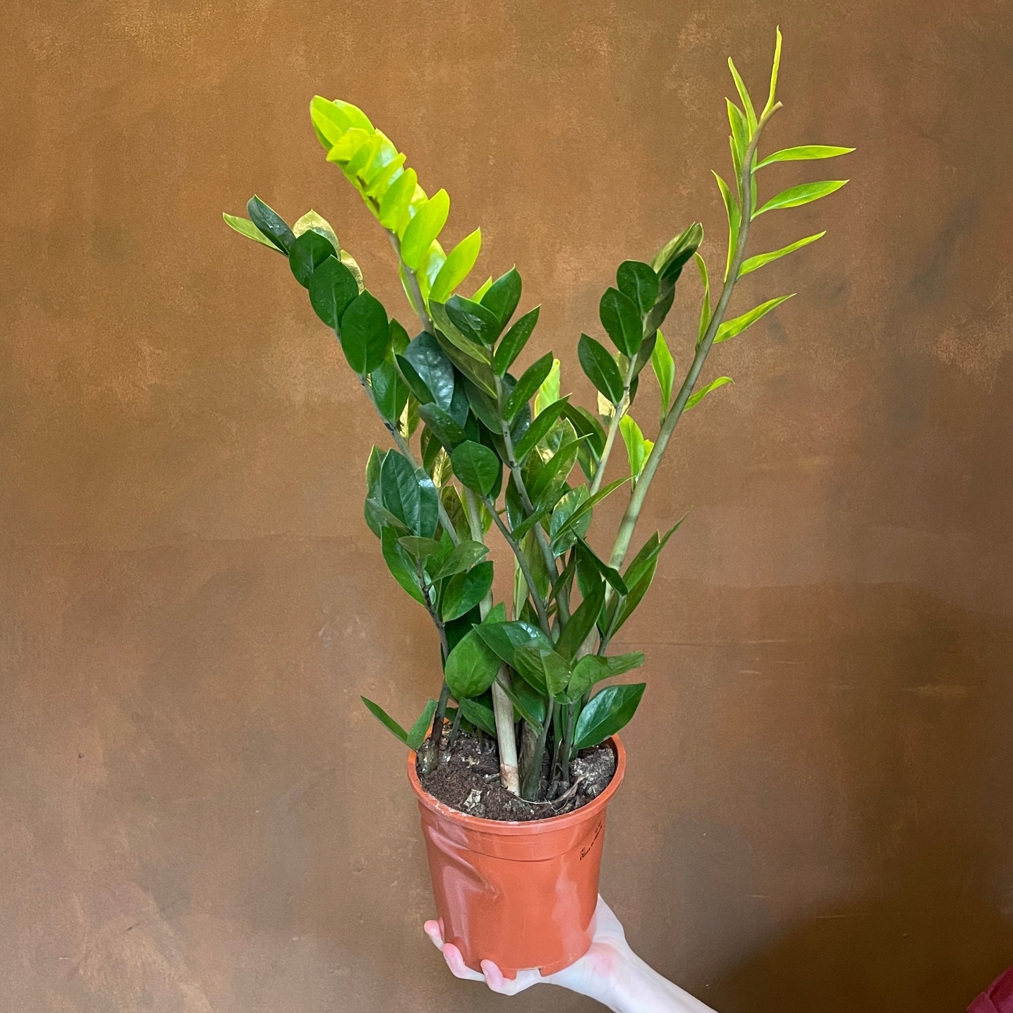 Zamioculcas zamiifolia (17cm pot) - grow urban. UK
