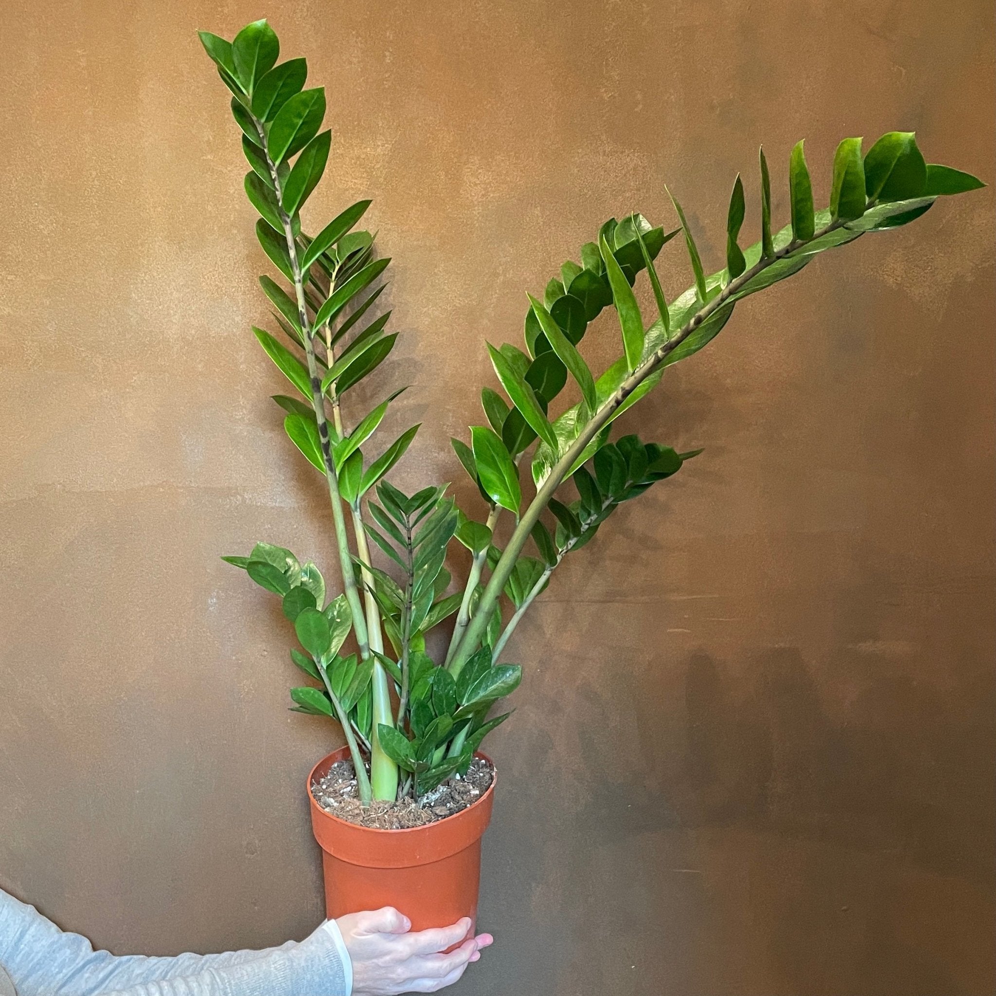 Zamioculcas zamiifolia (19cm pot/80cm height) - grow urban. UK