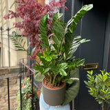 Zamioculcas zamiifolia (21cm pot) - grow urban. UK