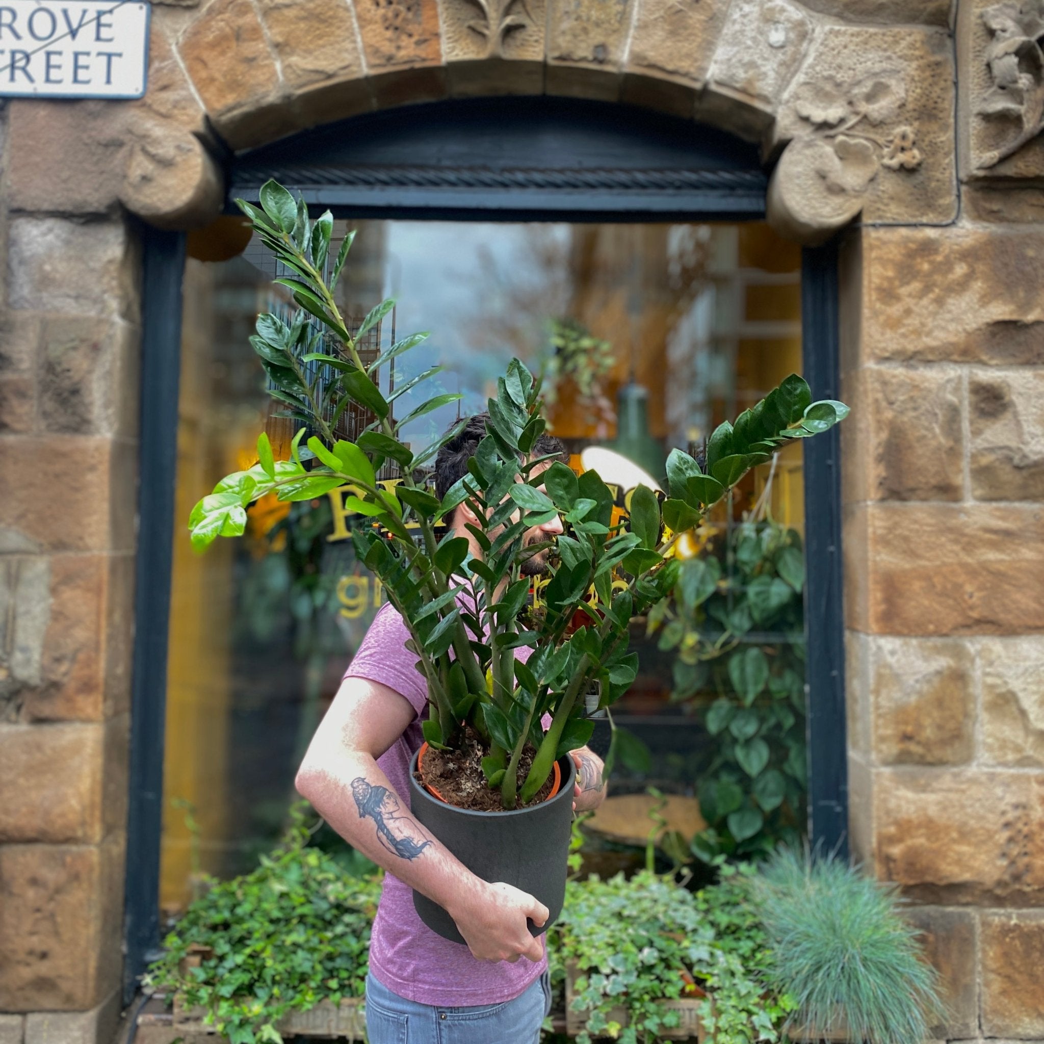 Zamioculcas zamiifolia (24cm pot) - grow urban. UK