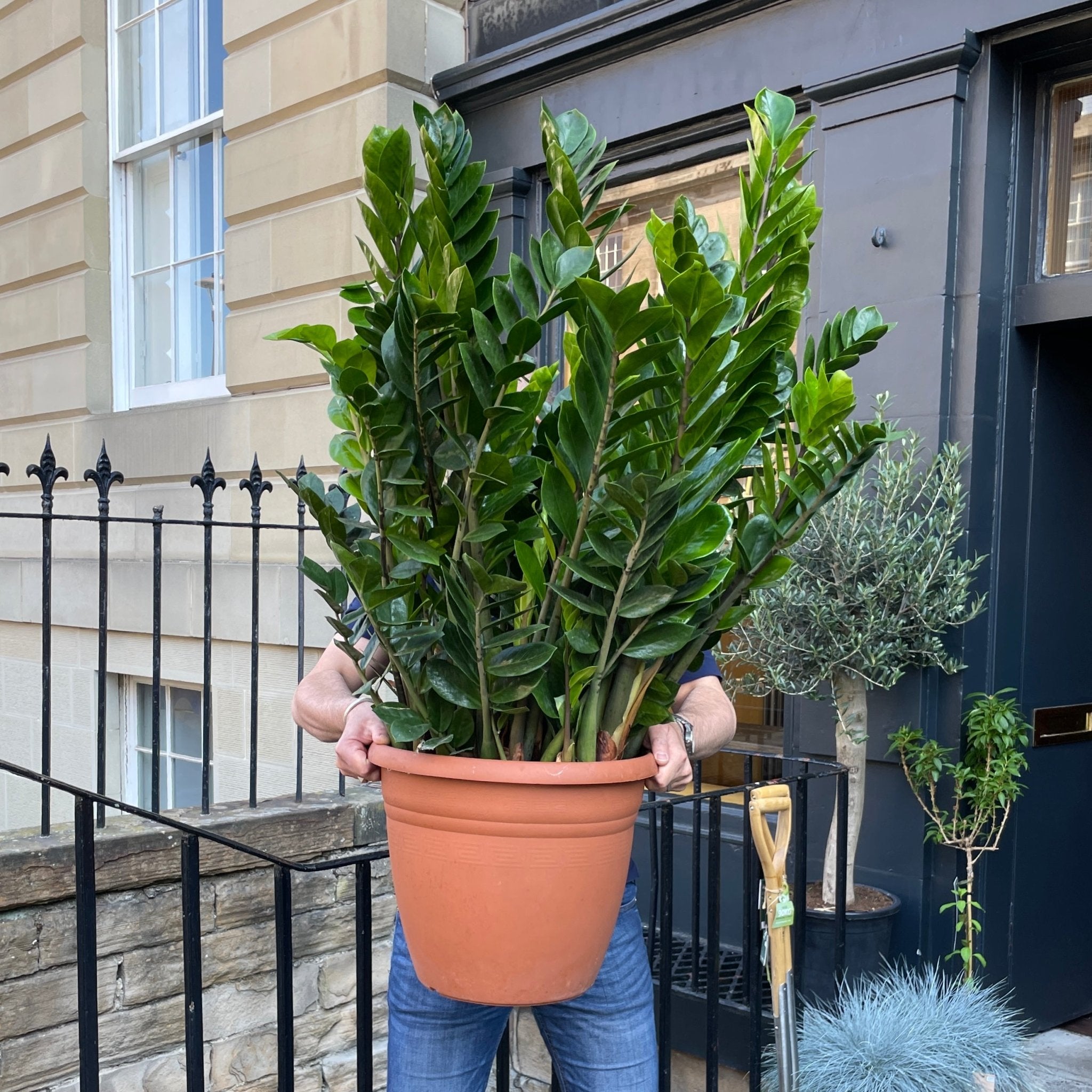 Zamioculcas zamiifolia (37cm pot) - grow urban. UK