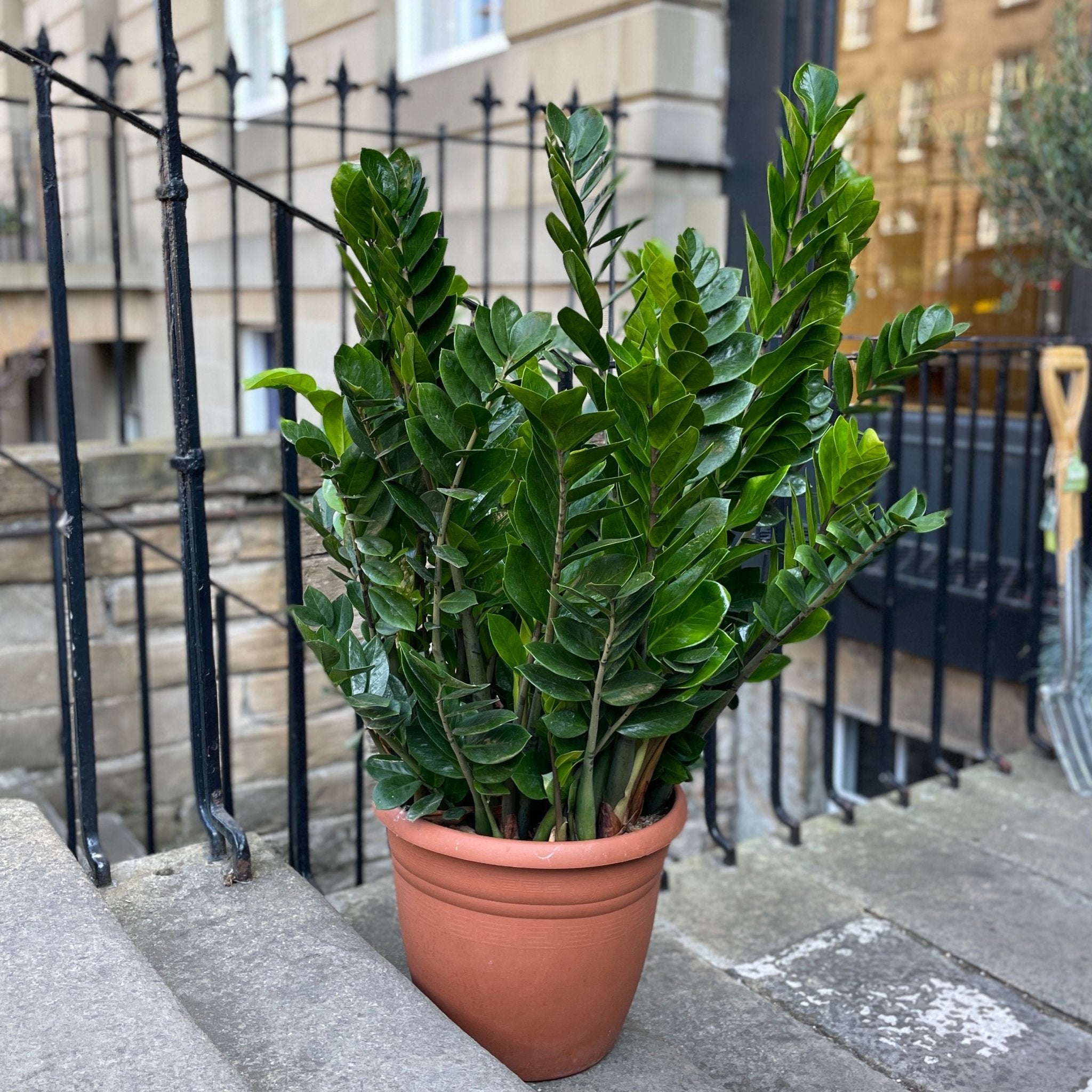 Zamioculcas zamiifolia (37cm pot) - grow urban. UK
