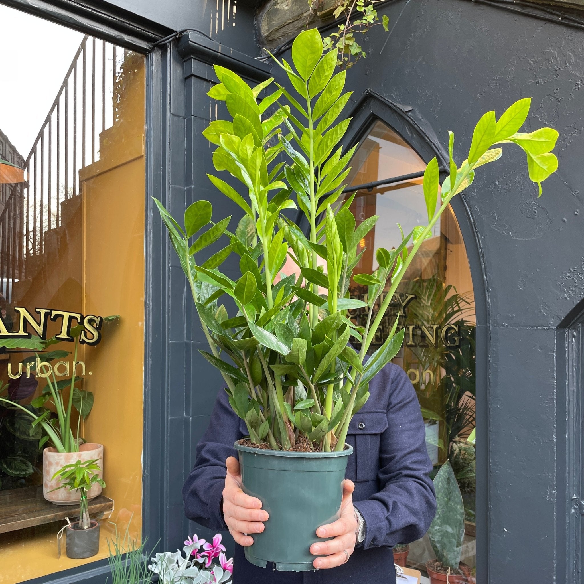 Zamioculcas zamiifolia ‘Lucky’ (21cm pot) - grow urban. UK
