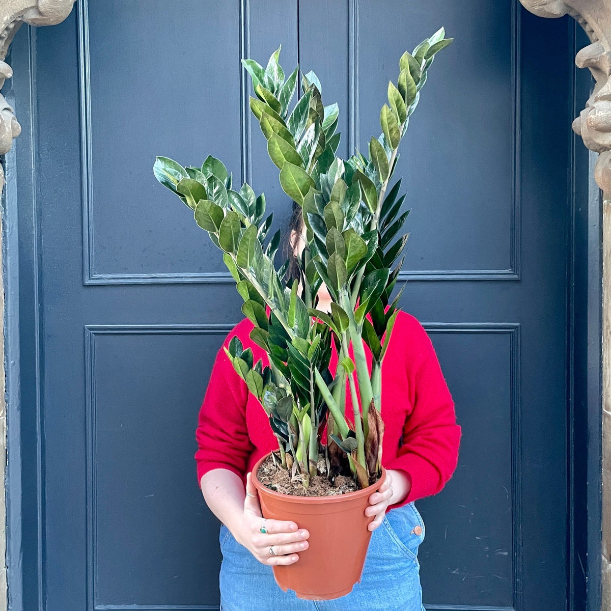 supernova zz plant Zamioculcas zamiifolia 'Supernova' (21cm pot)