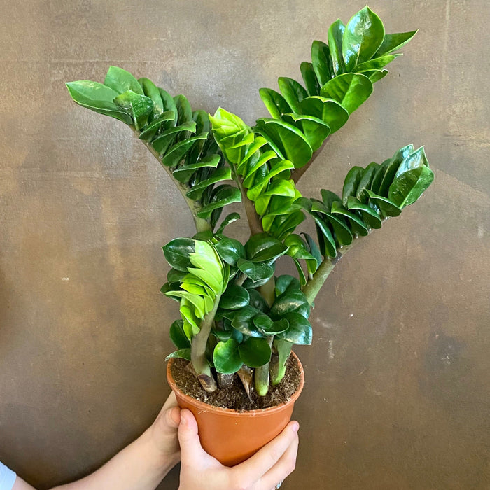 Zamioculcas zamiifolia ‘Zenzi’ | ZZ Plant | grow urban.