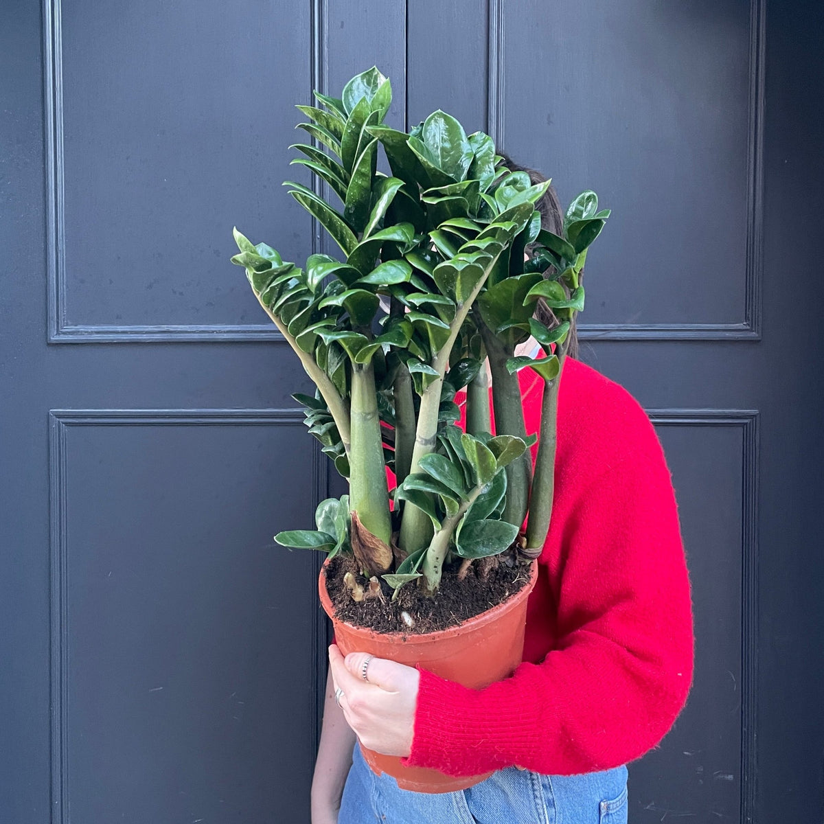 Zamioculcas 'Zenzi' | Compact ZZ Plant | grow urban.