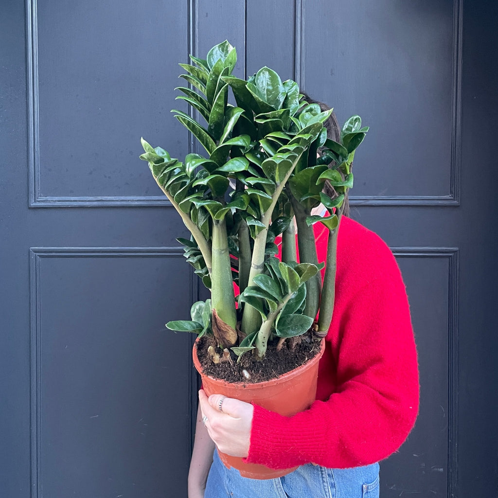 dwarf zenzi zz plant Zamioculcas 'Zenzi' | Compact ZZ Plant