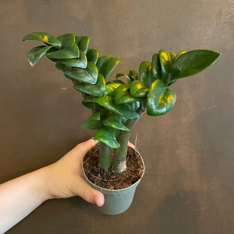 Zamioculcas zamiifolia ‘Zenzi’ (9cm pot) | grow urban. Edinburgh